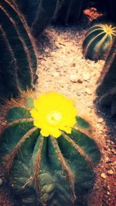 Cactus Garden